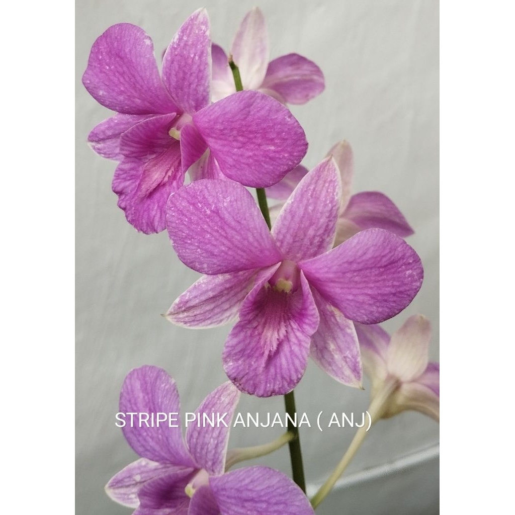 Anggrek dendrobium id ANJ