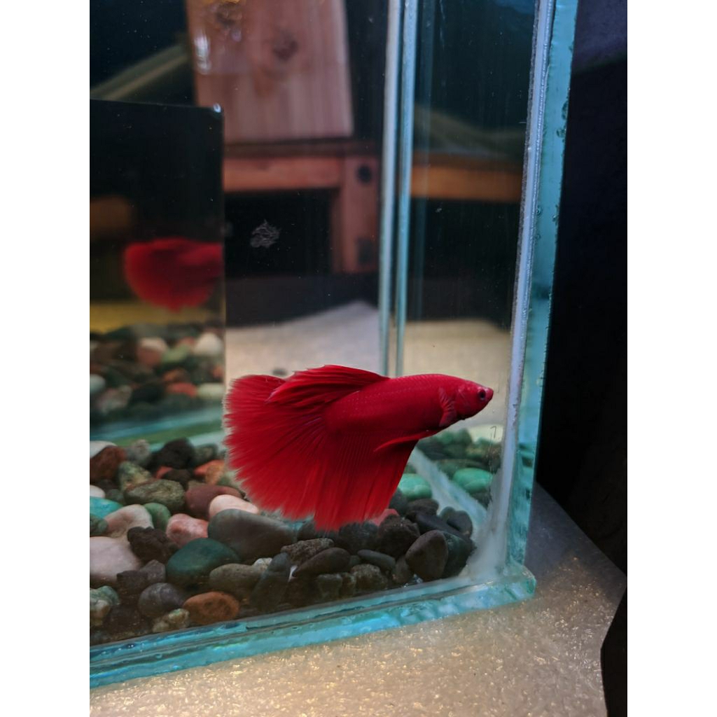 Ikan Cupang Hias Halfmoon Super Red Real Pict