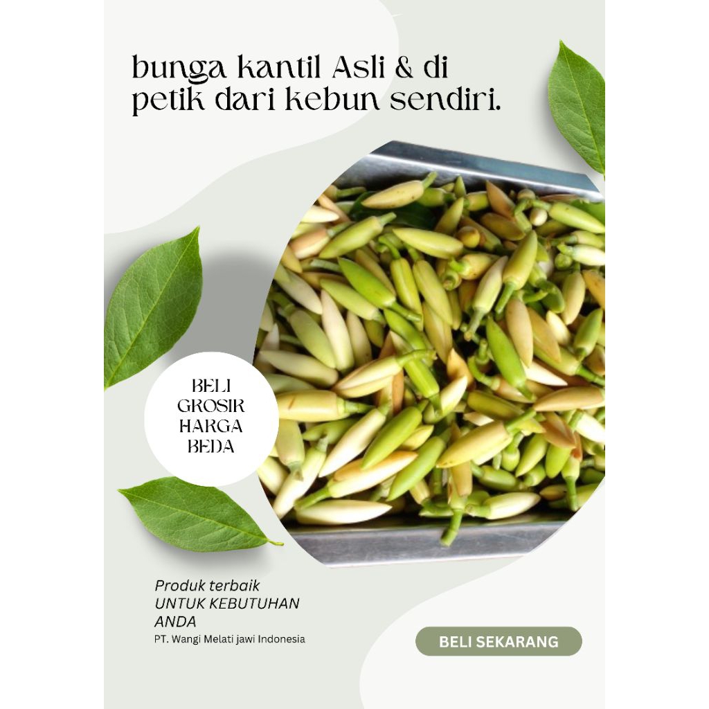 BUNGA KANTIL PUTIH