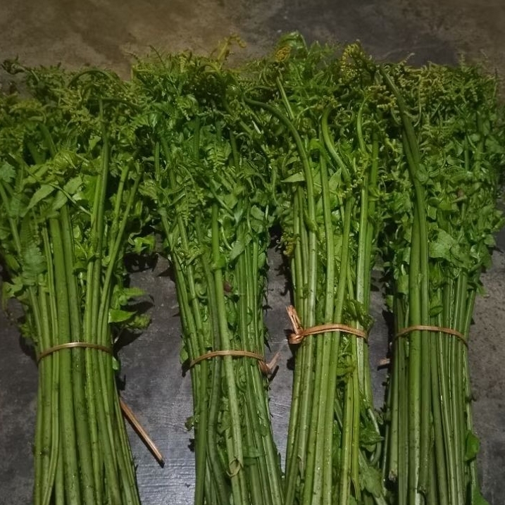 

makanan lejat pakis sayur segar siap masak 500 gram