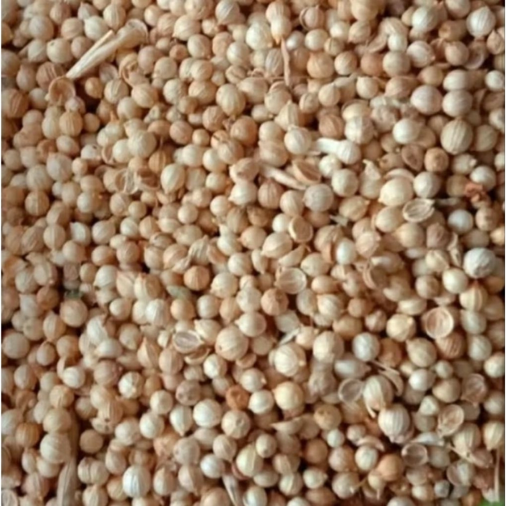 

BIJI KETUMBAR KUNING .