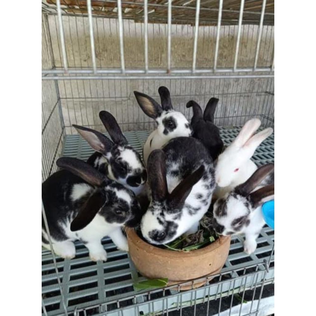 Kelinci Rex (bulu karpet)