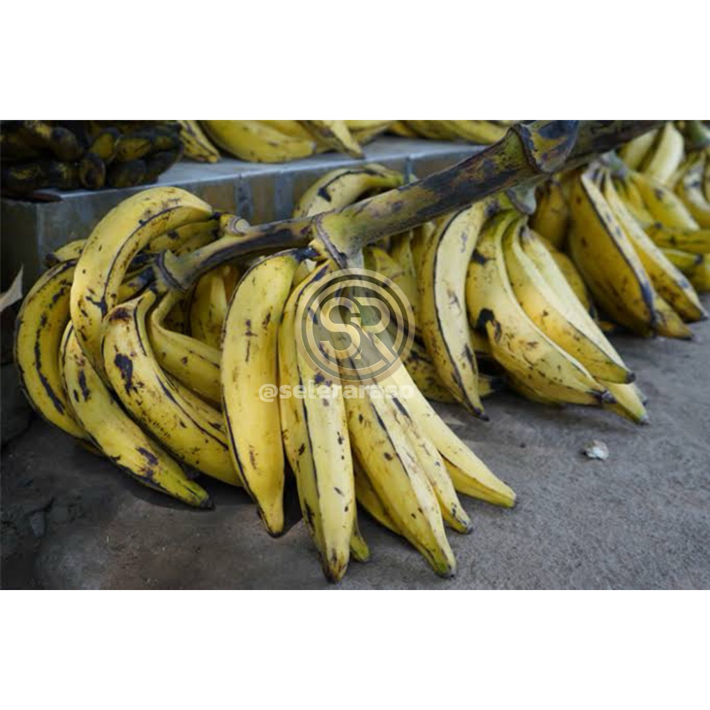 

Pisang Tanduk Harga 1 Sisir