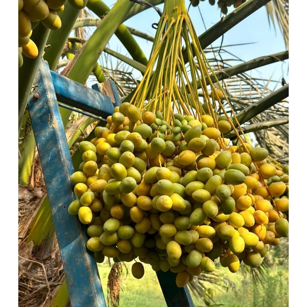 

kurma muda promil fresh pengiriman instan