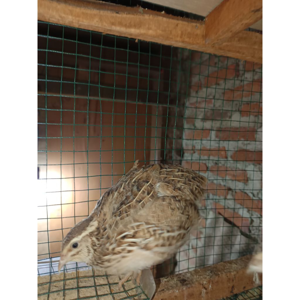 Puyuh petelur super usia 2 minggu puyuh betina