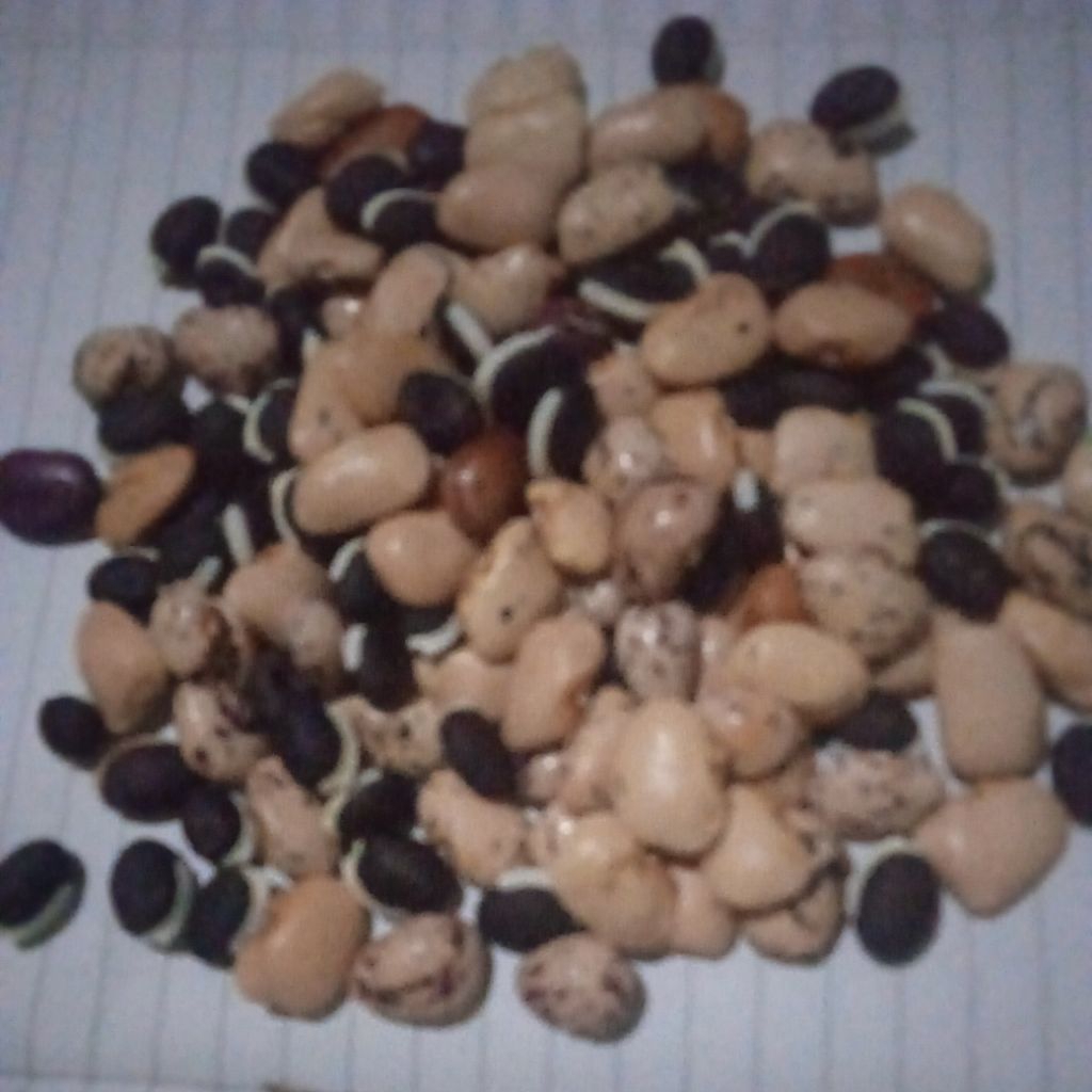 

biji roay atau kacang kerotok kering per 100 biji