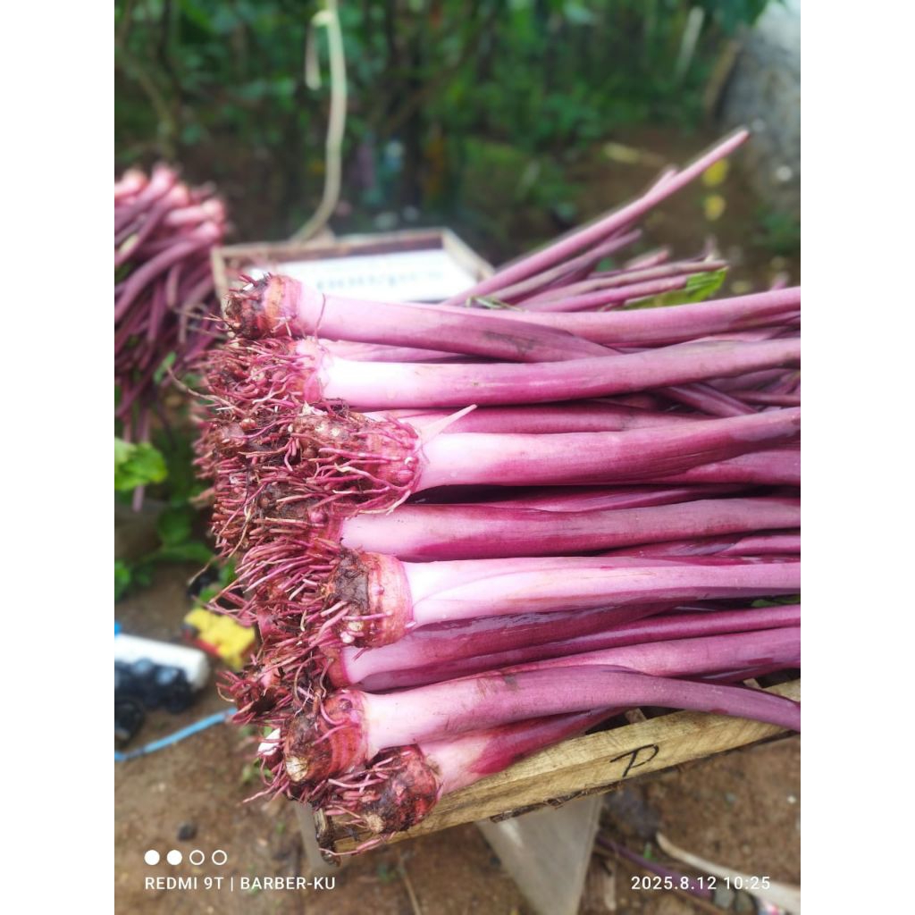 

bibit talas pratama 3/talas ungu bogor, 1kg, isi 15-18batang,