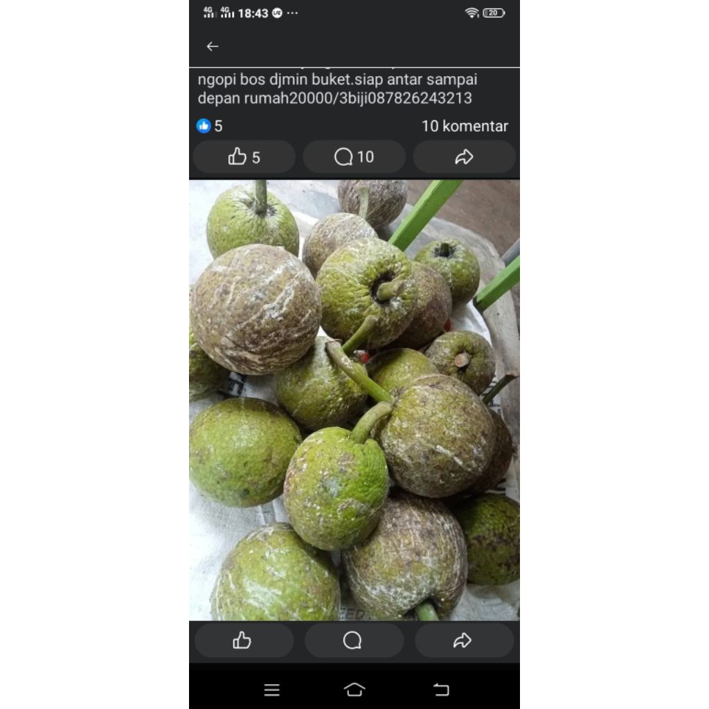 

buah sukun pulen isi 3 butir