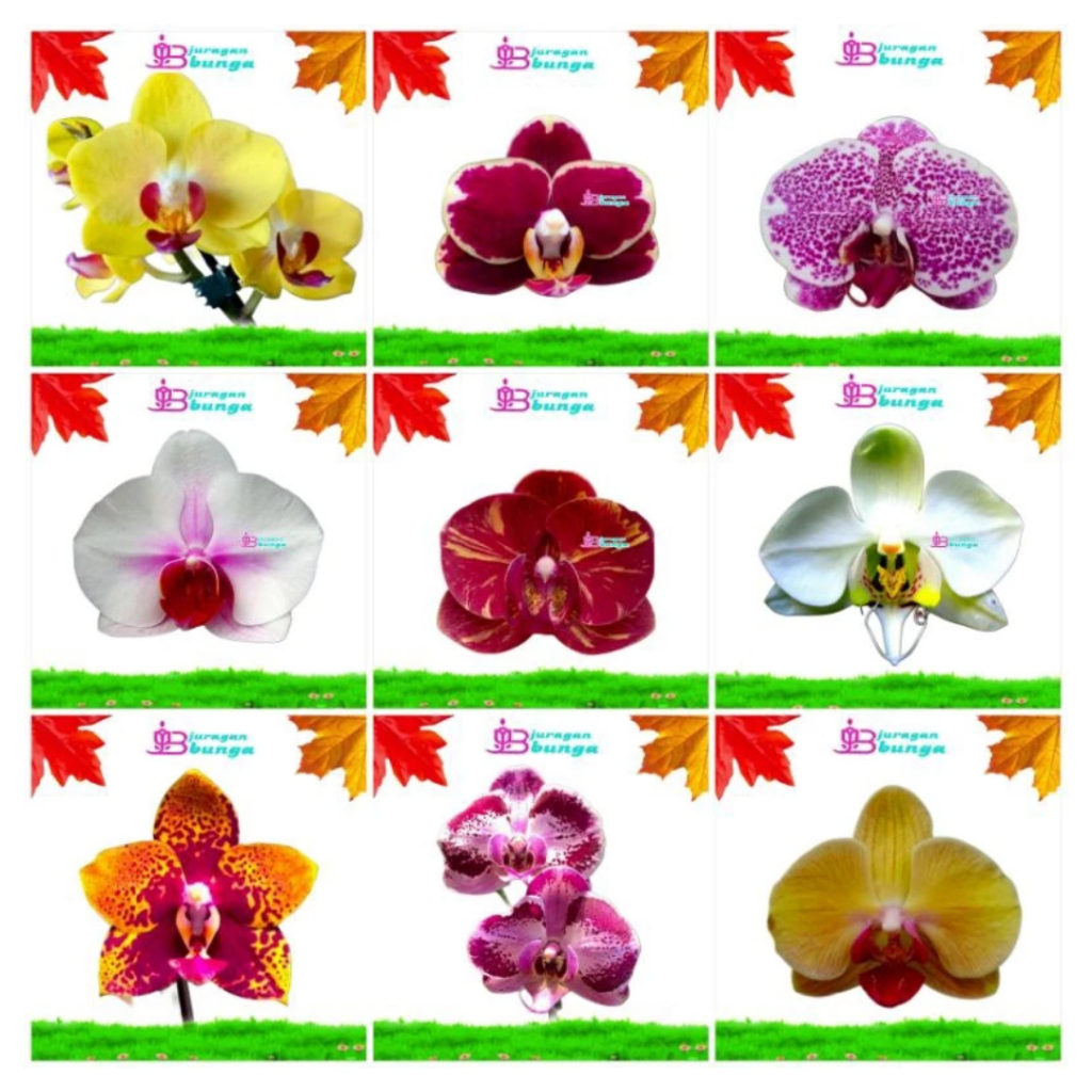 Bibit anggrek bulan Jumbo Hybrid Premium Seedling dan Pra-Remaja l hiasan dinding & buket bunga