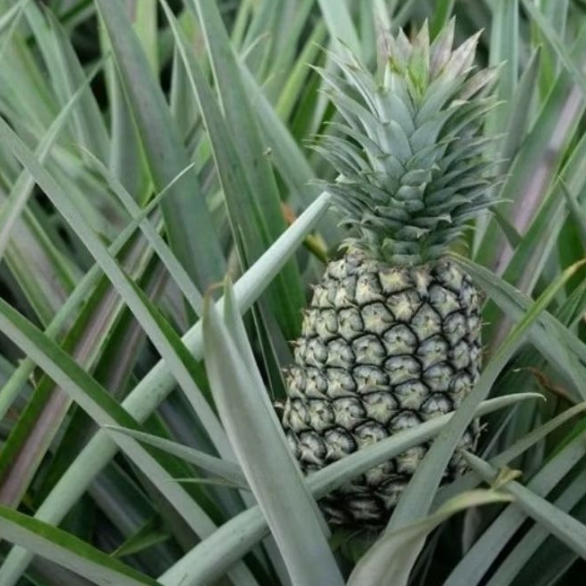 

nanas muda di petik langsung ketika orderan masuk per 1 pcs