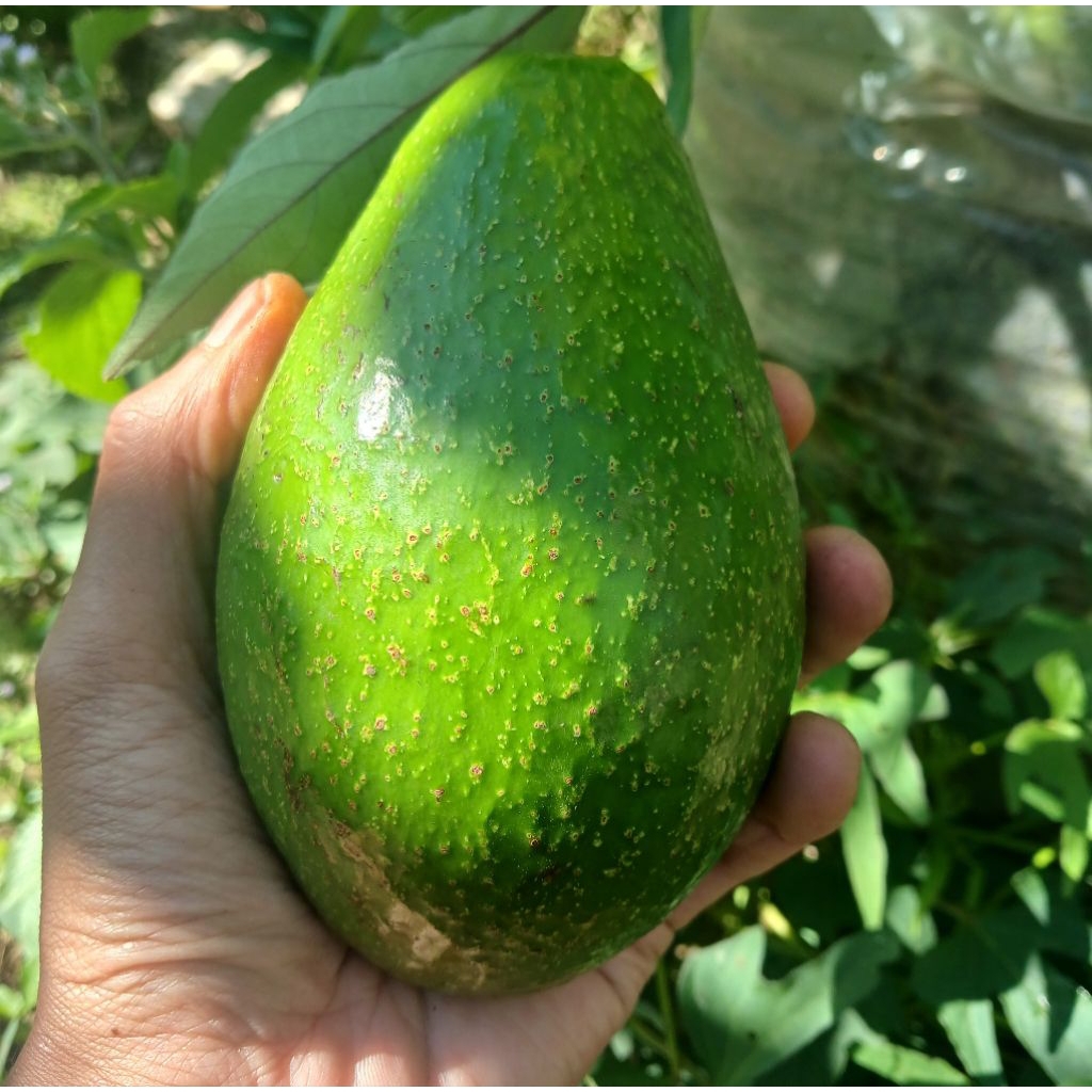 

Alpukat mentega besar 10Kg 20kg garansi 100%