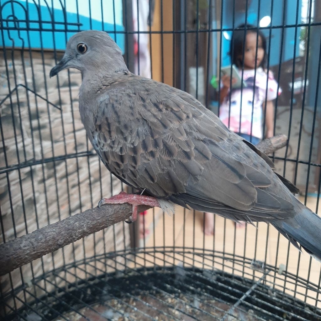 Burung Tekukur Kuk 3 sandung kuk 4 Rajin Bunyi