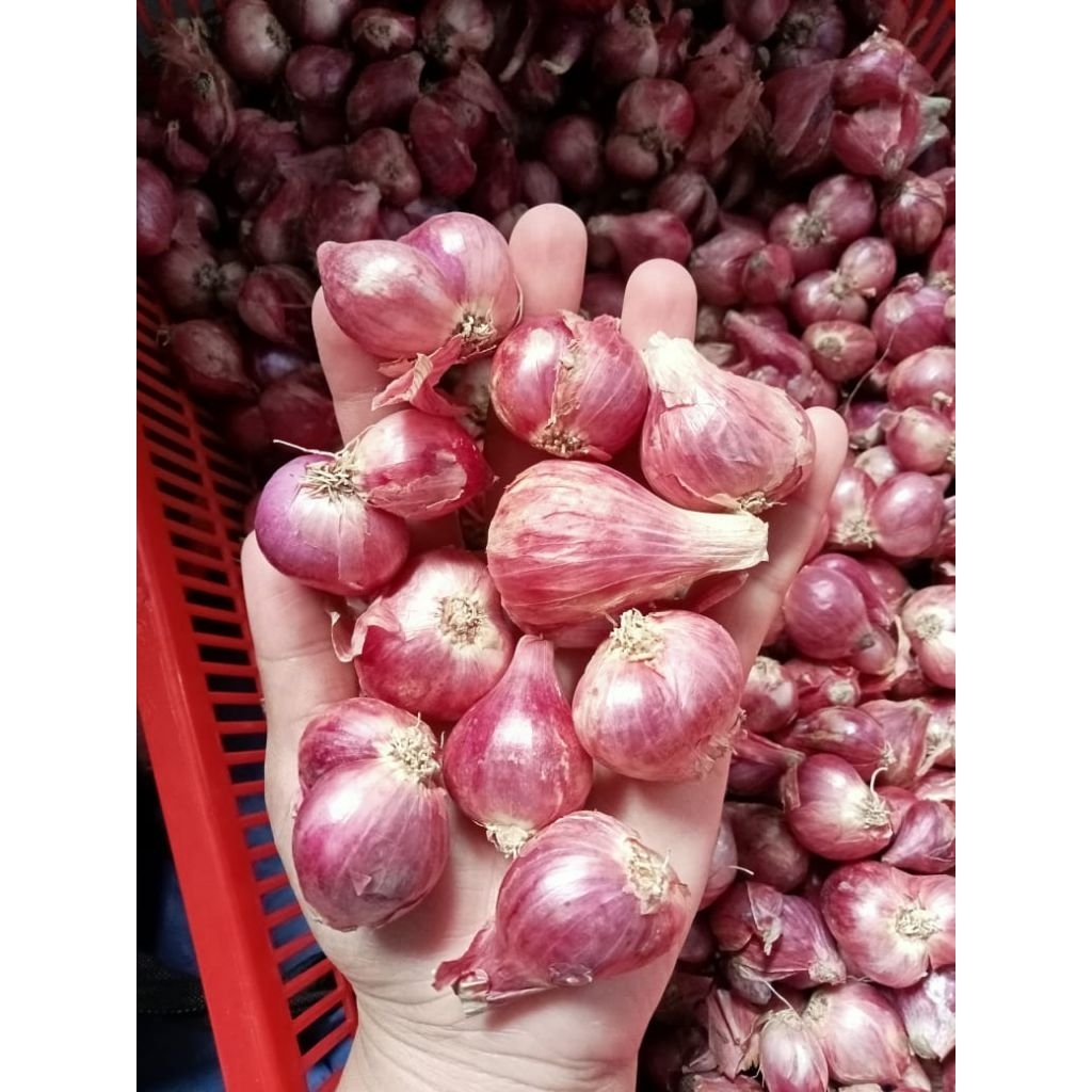 

bawang merah size besar,bamer murah