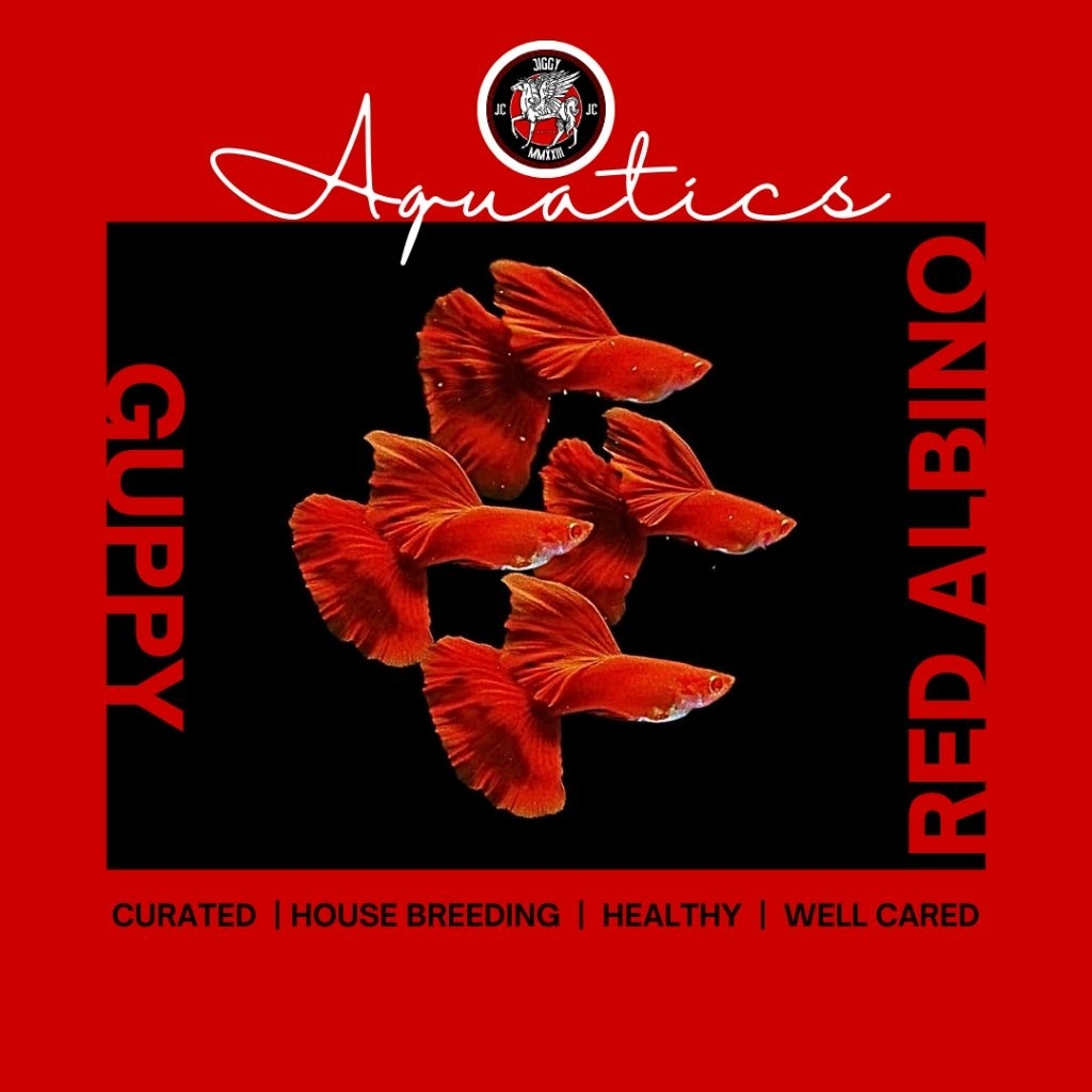 GUPPY RED ALBINO - ikan hias air tawar | ikan guppy
