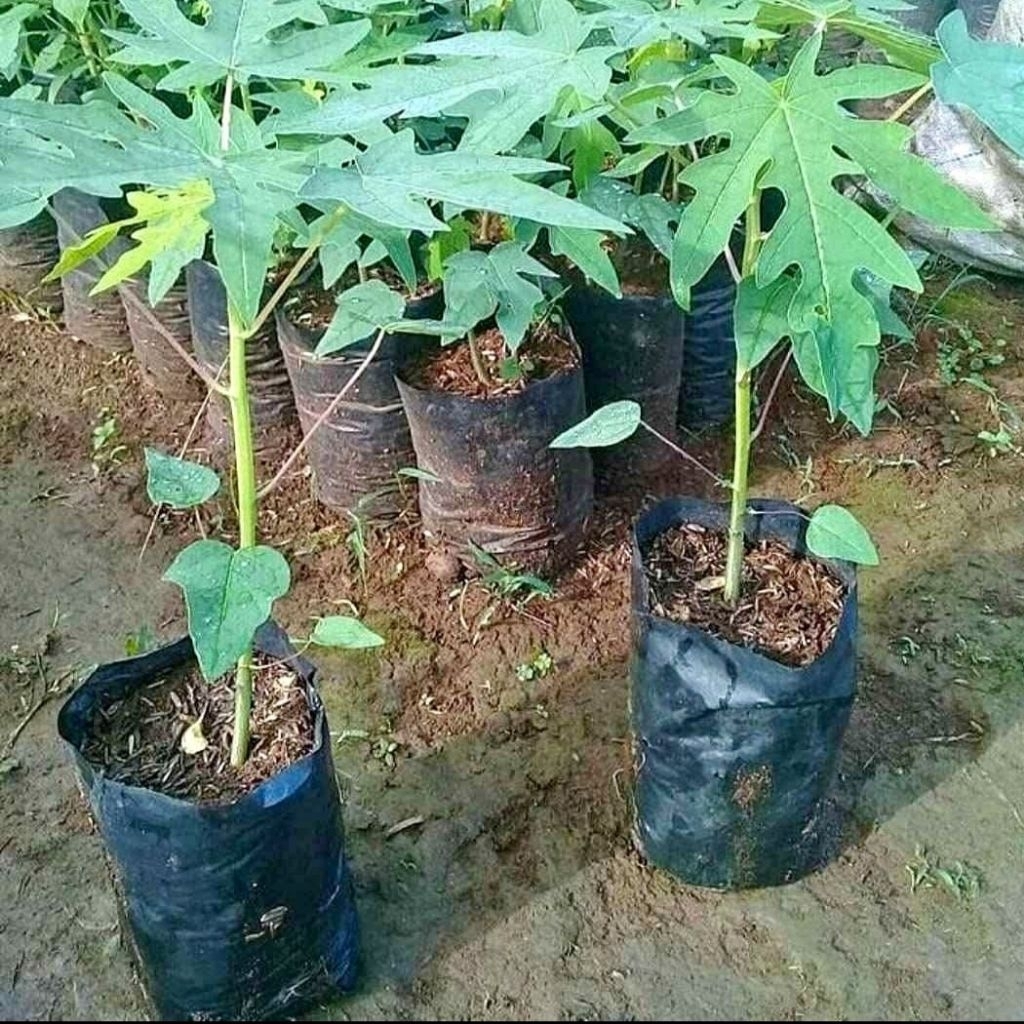 10 bibit pohon pepaya panjang,pepaya jingga,pepaya coklat