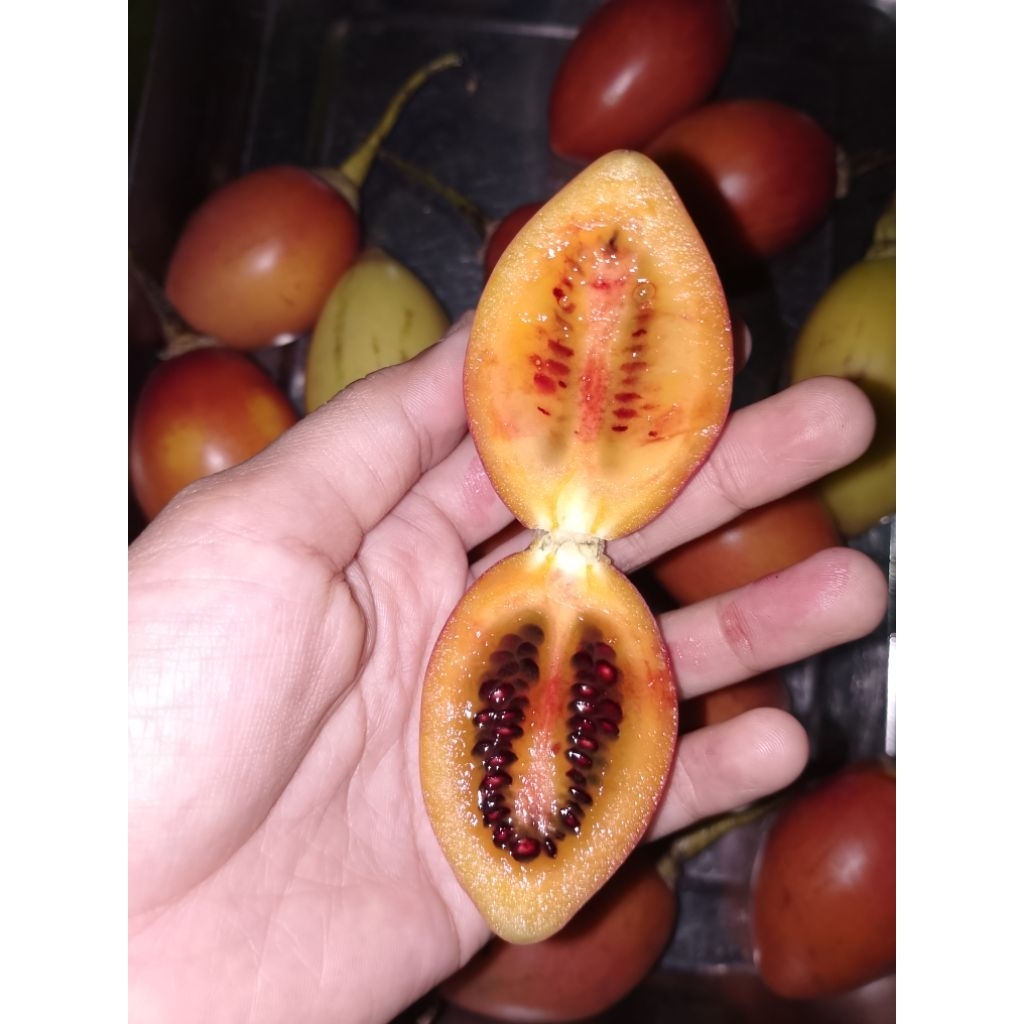

Terong Belanda 250 gr Buah Kori Unik