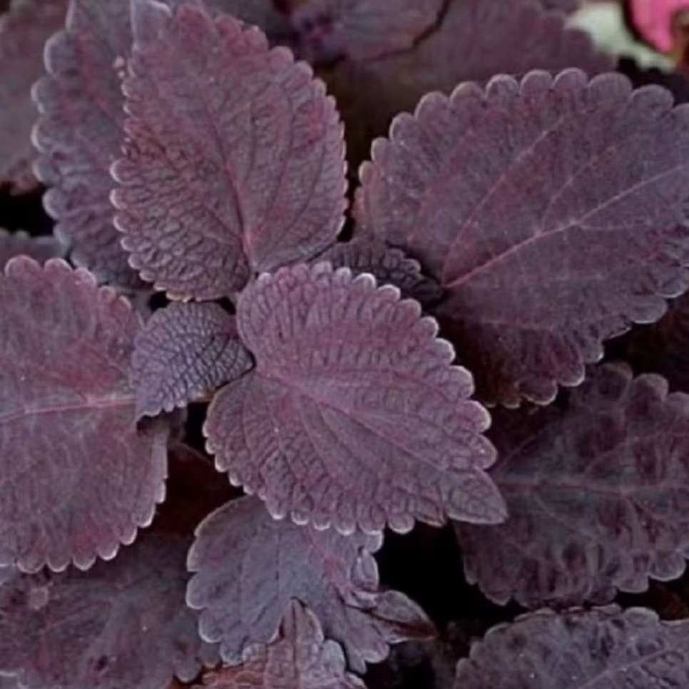 

daun mina ungu/jawer kotok obat herbal alami berat 250 gram