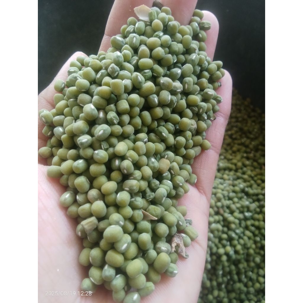 

kacang hijau tauge kecambah toge termurah