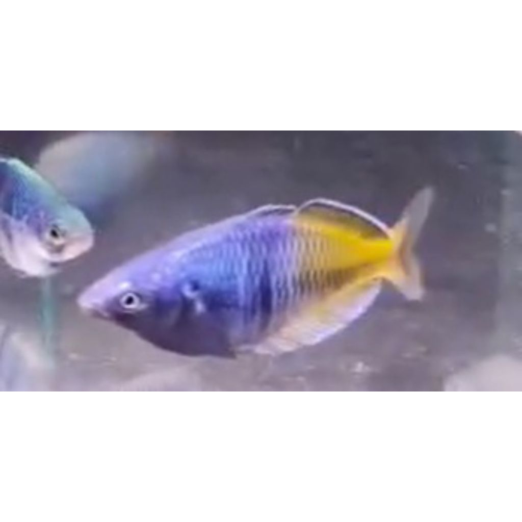 rainbow boesemani