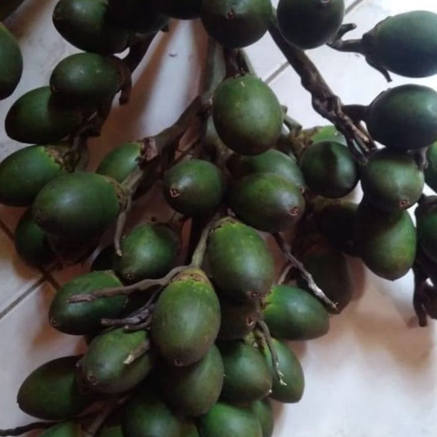 

buah pinang muda/jame muda asli 100% berat 1 kg