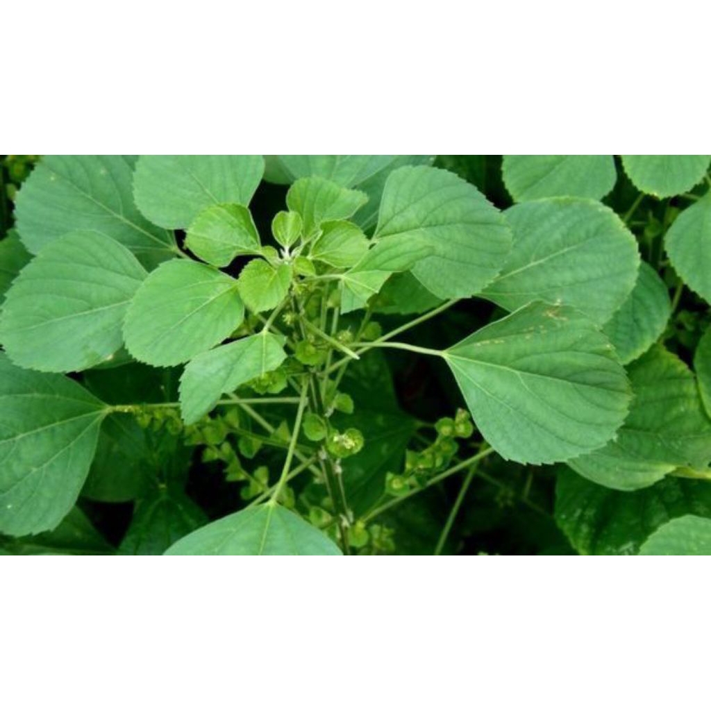 

tanaman anting-anting untuk herbal rheumatik dan diabetes | herbal tradisional | murah meriah | produk berkualitas