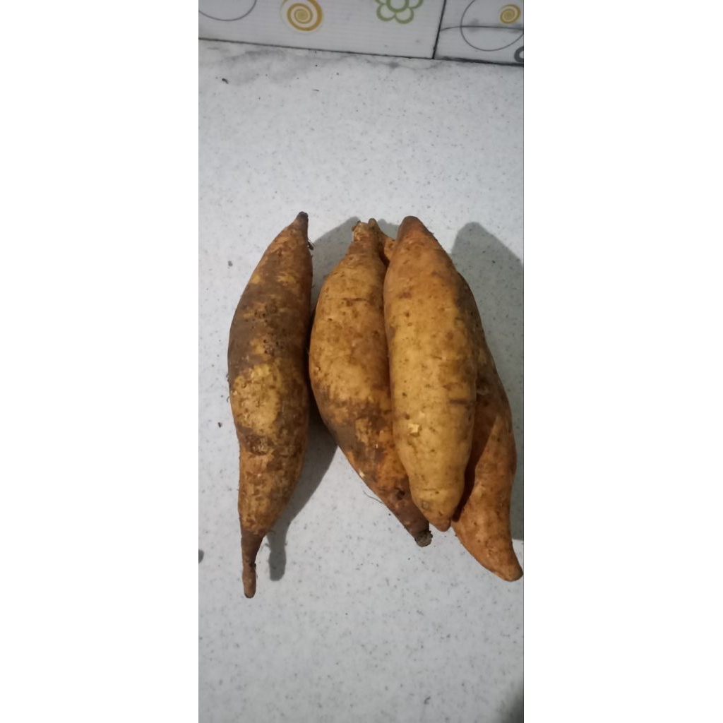 ubi madu cilembu/telo