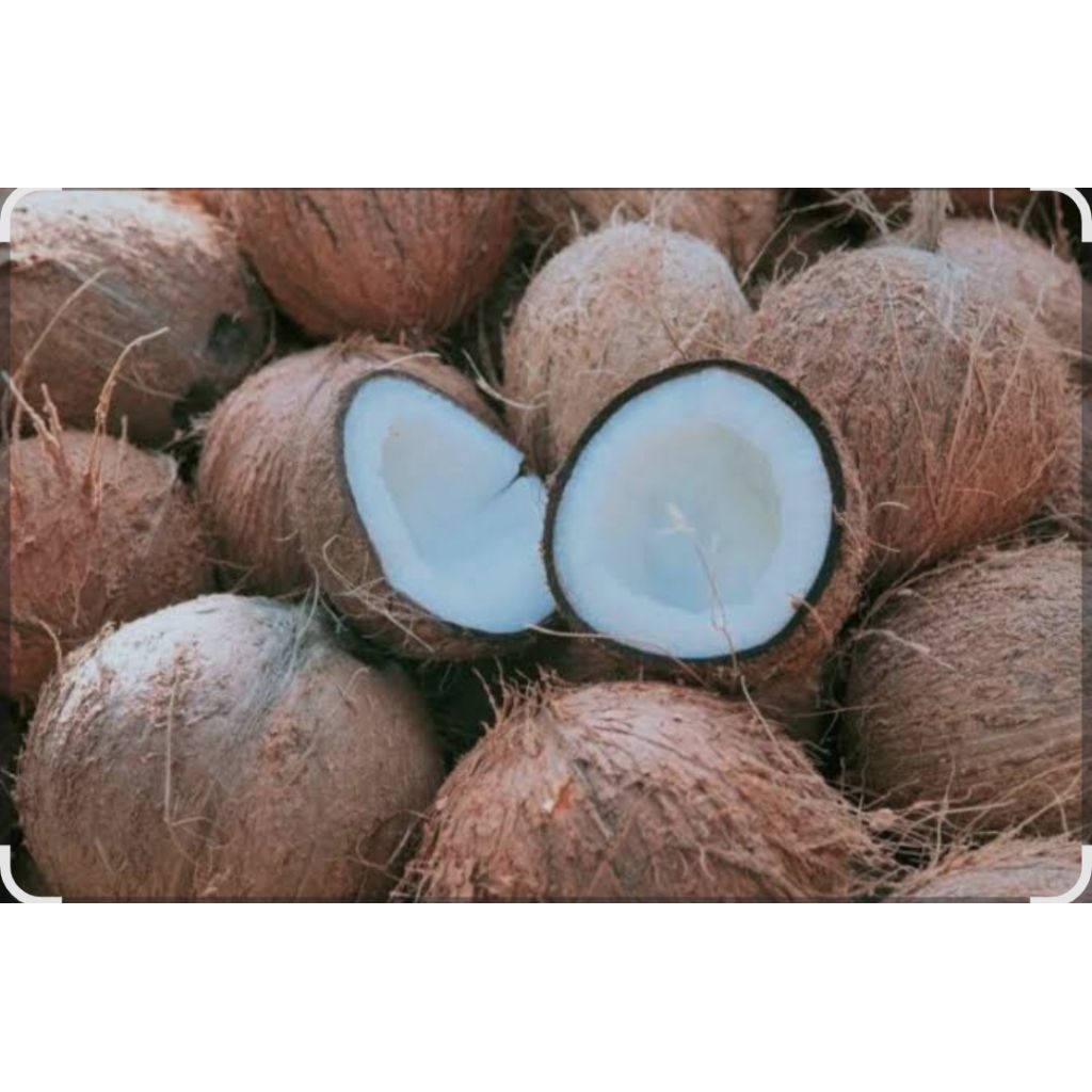 

kelapa Tua Kualitas Terbaik