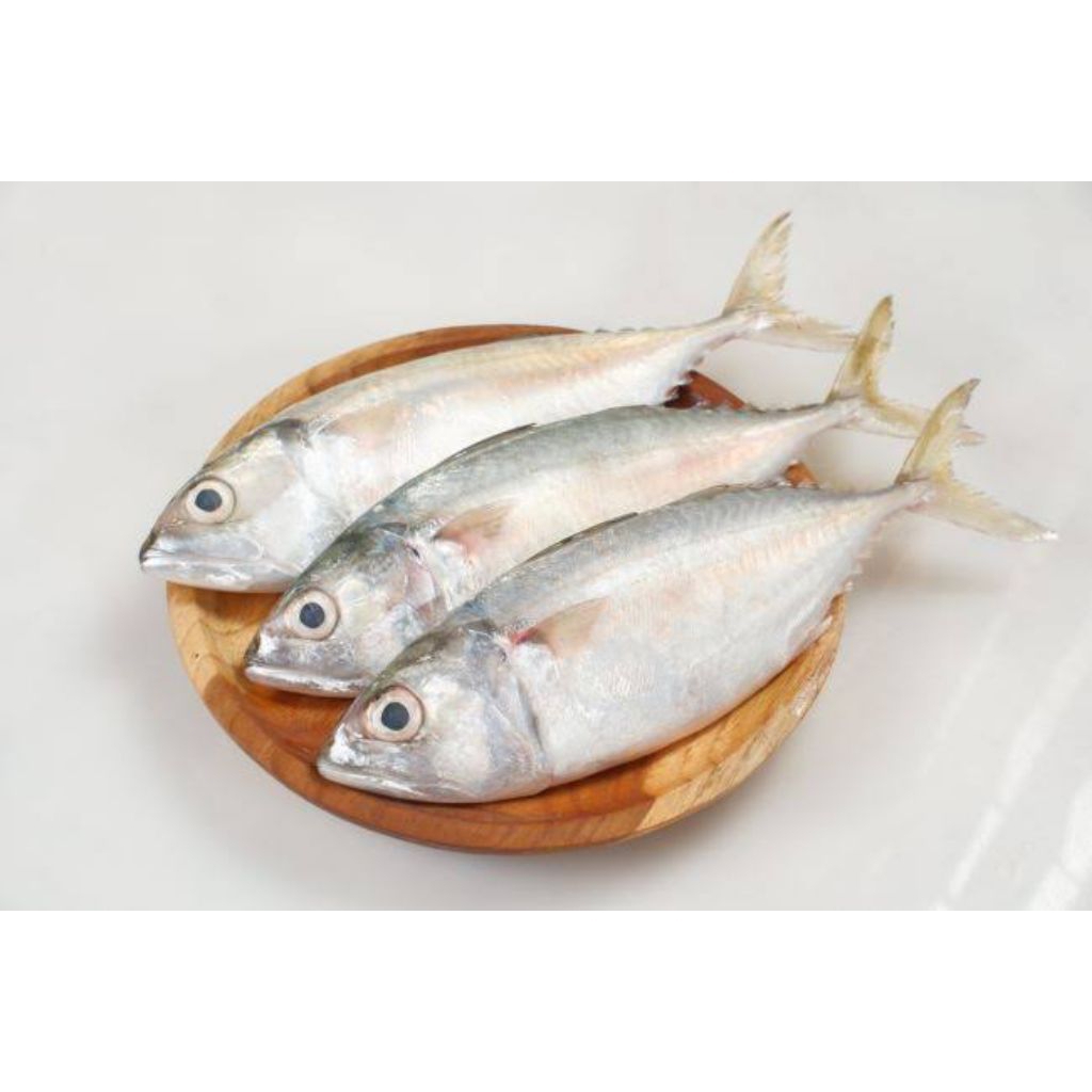 

Ikan Gembung Aso / Kembung Aso Fresh (Ikan Segar)