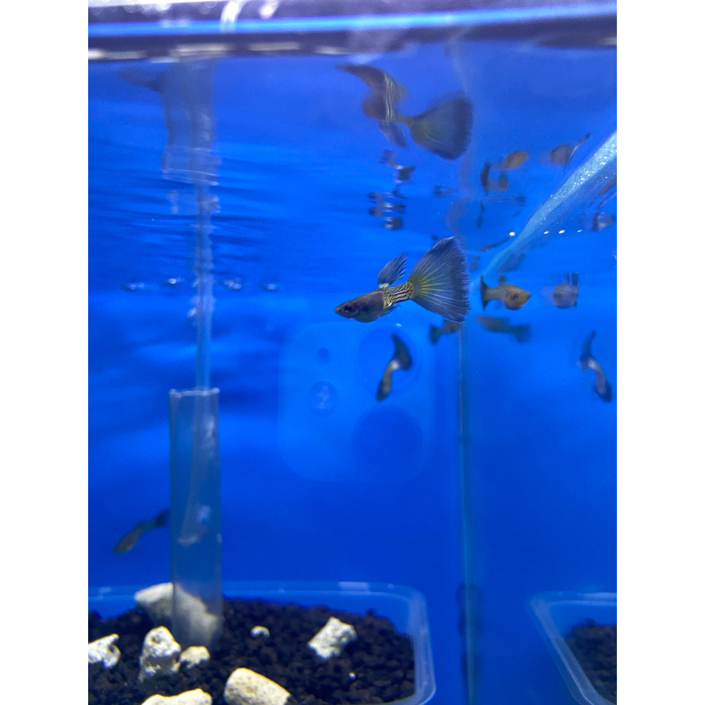 Guppy Metal Snake Skin Blue Tail