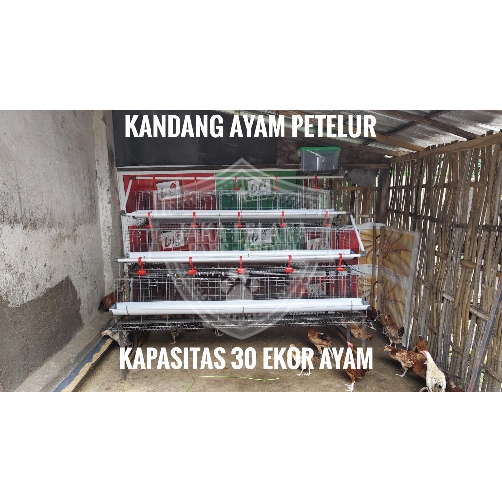 KANDANG AYAM PETELUR SUSUN 3 LENGKAP KANDANG LAYER FULL SET