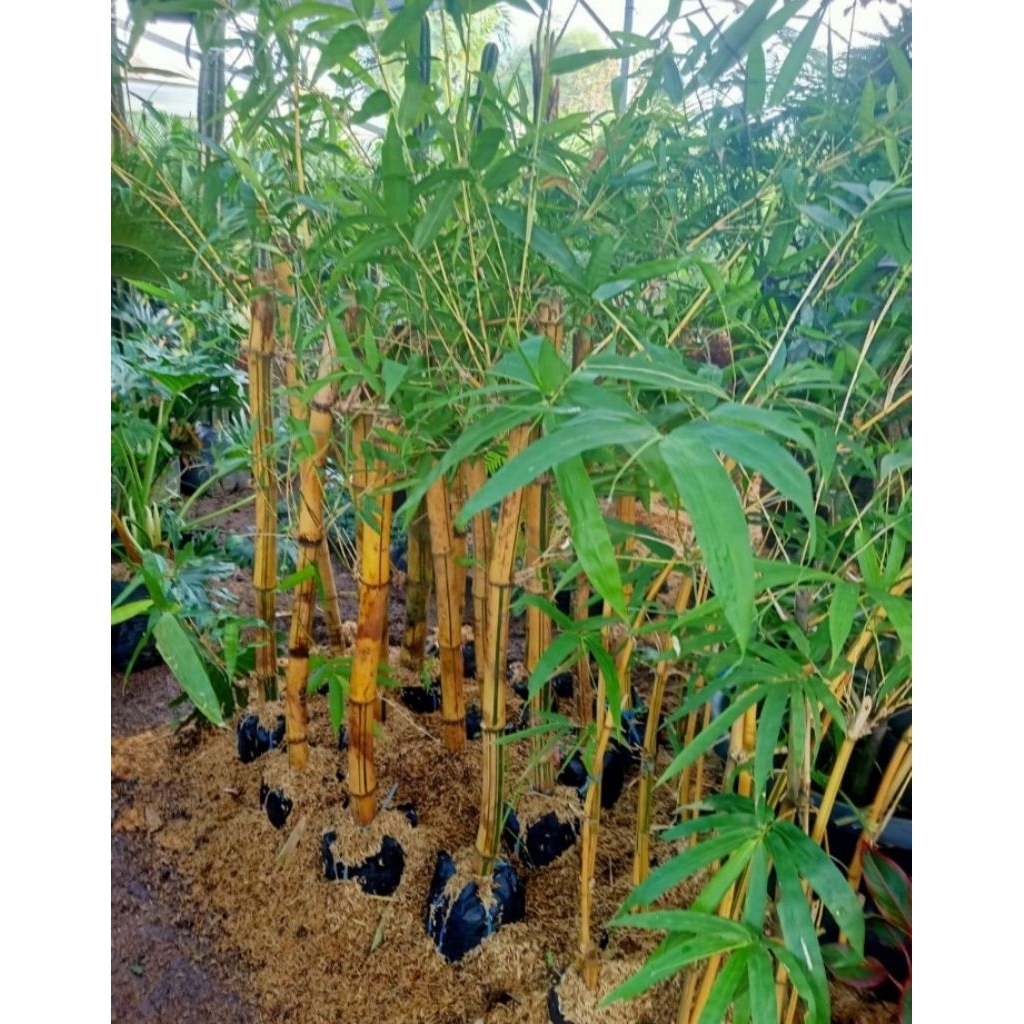 pohon bambu kuning ampel