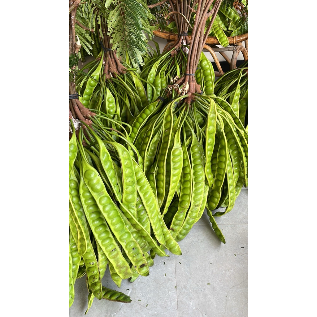 

Pete gred A tua tua asli boyolali paket hemat 10 lonjor pete