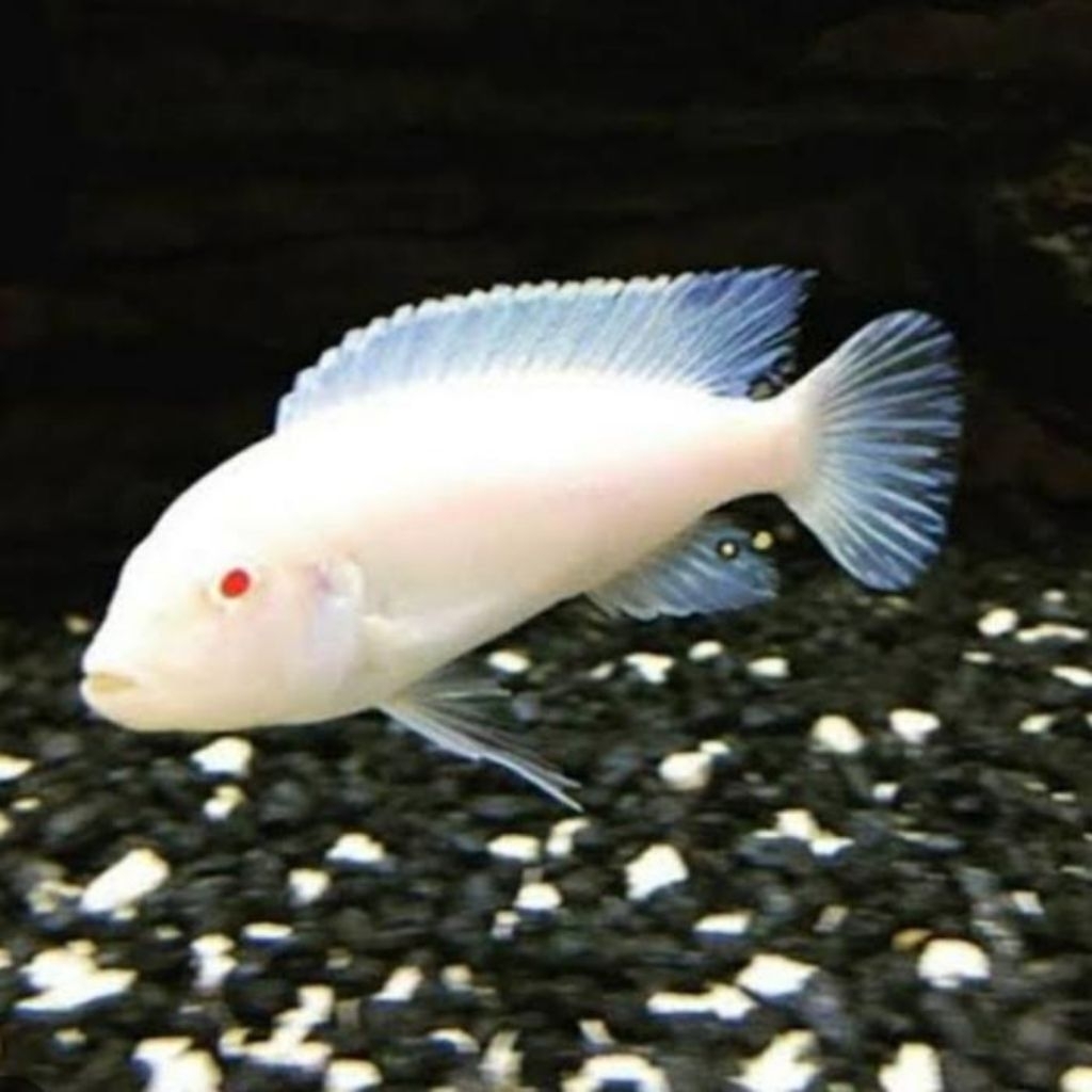 Hiasan Ikan Cichlid Snow White