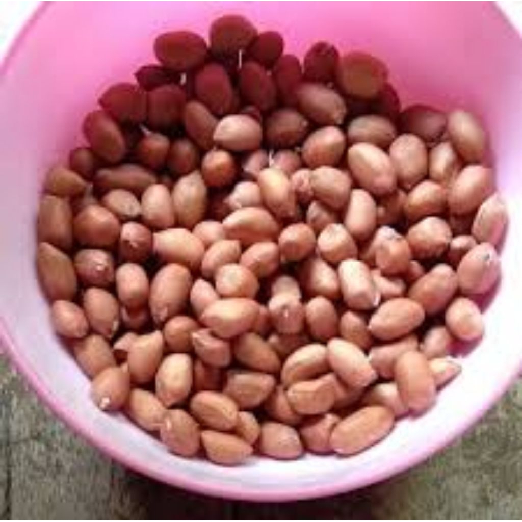 

Eceran Kacang Untuk Tester
