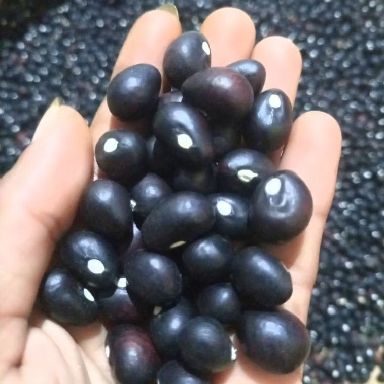 

bibit kacang bogor banten 125 biji