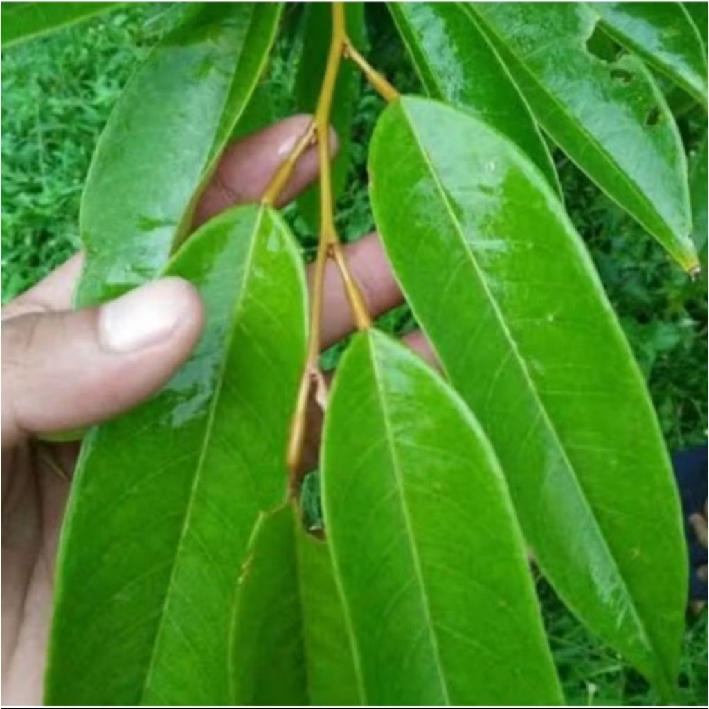 

Daun durian muda per 100 lembar