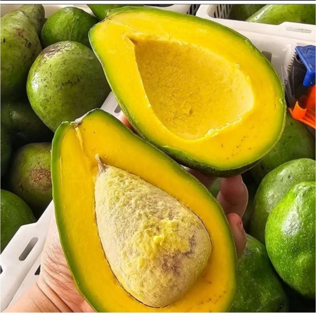 Buah alpukat mentega 1 kg