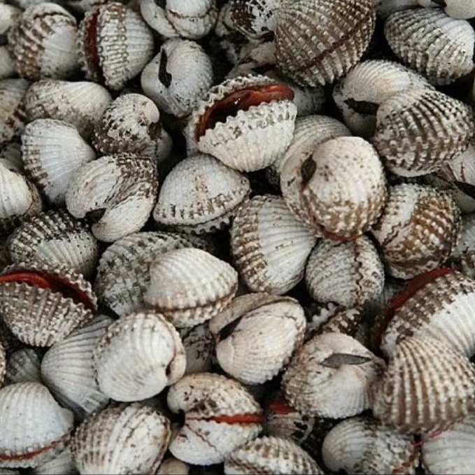 

Kerang DARA Fresh Segar Hidup Seafood Pontianak