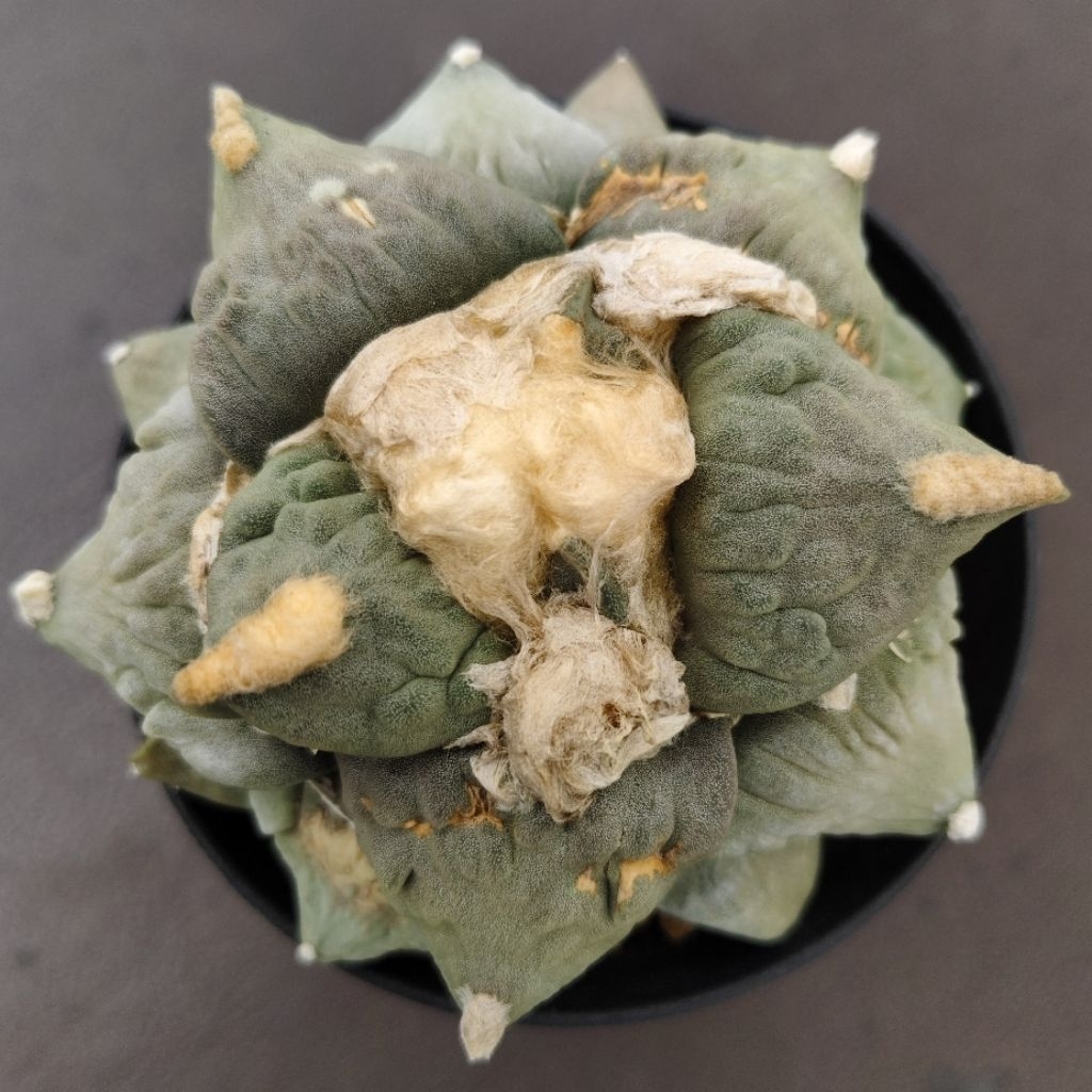 Tanaman Kaktus Ariocarpus retusus cv. Frumdosus