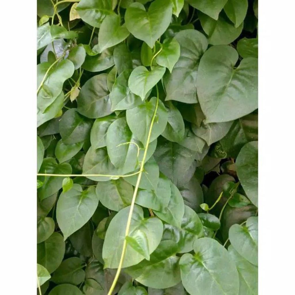 

Daun Binahong Segar 1 Kg