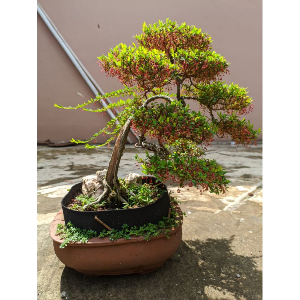 Bonsai Sakura Micro
