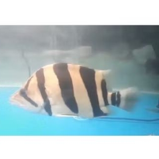 Datz Tiger Fish Size 27-28Cm Tankmate Hiasan Aquarium Predator