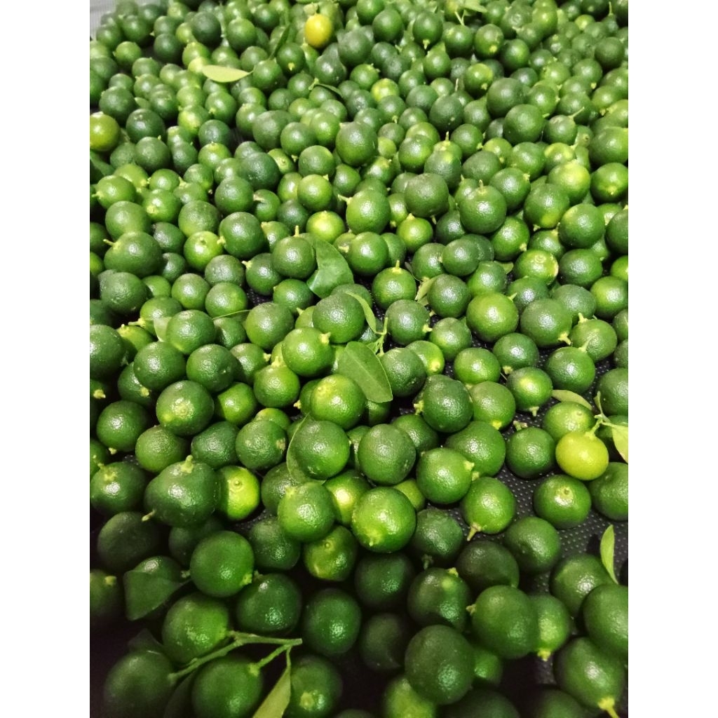 

Jeruk Sonkit / Jeruk Kasturi / Jeruk Kunci Segar / Jeruk Kalamansi / Jeruk Kecut / Jeruk Kesturi