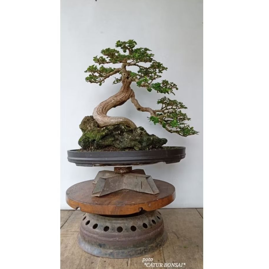 bonsai wacang siap pajang packing kayu
