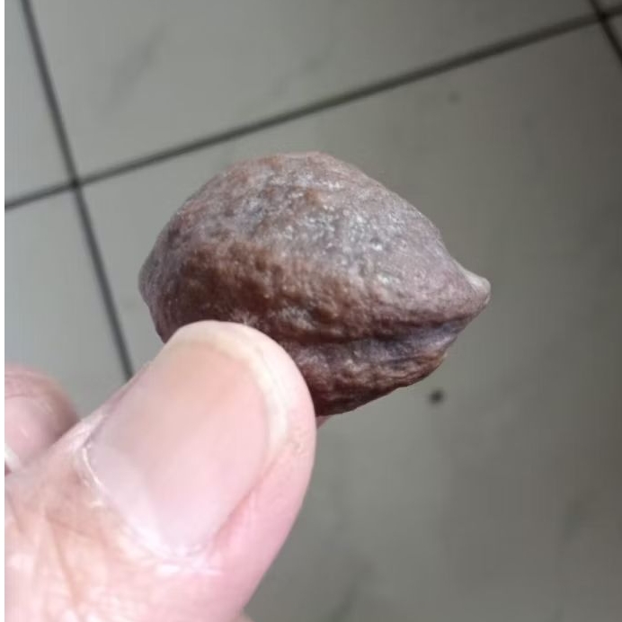 Kemiri Adu Muncang Adu MD Junior Urgen Full Tua