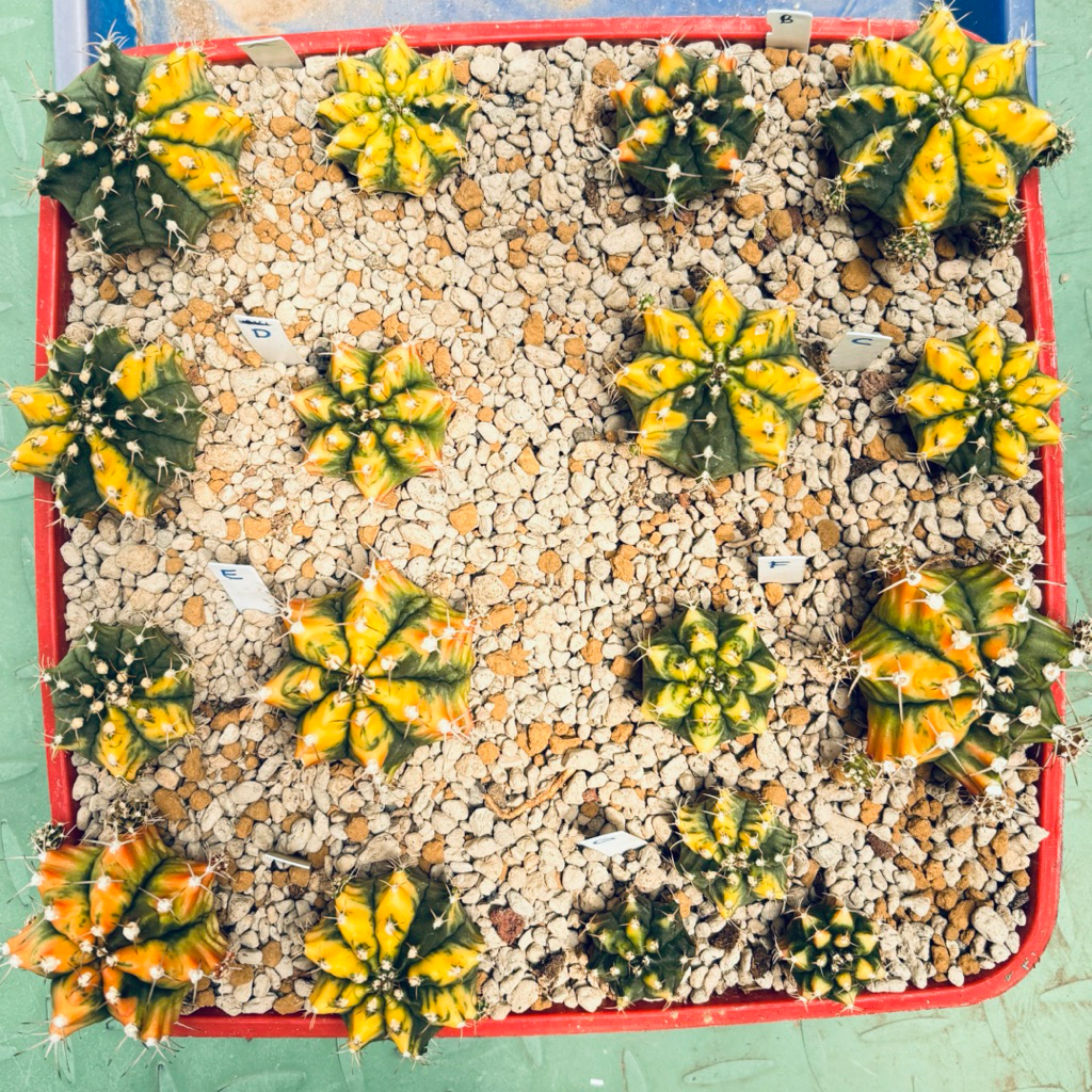 Kaktus Murah Gymno Yellow Miha Gymnocalycium Mihanovichii