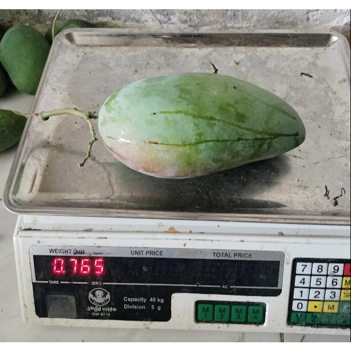 

Mangga kiyojay thailan berat biji 800gr up