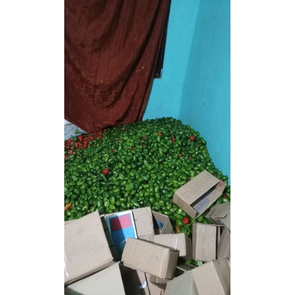 

cabe gendot 250gr fresh