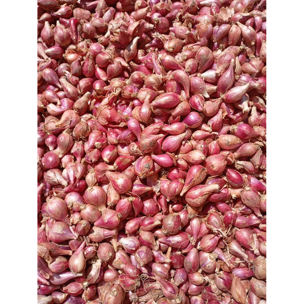 

Bawang Merah Brebes Super Kering 500gr 1kg