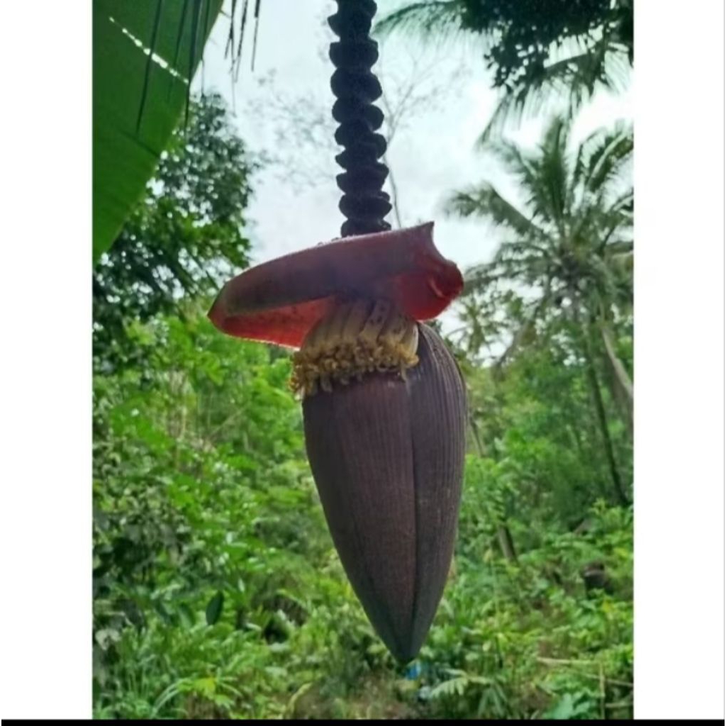 

1kg jantung pisang sayur segar